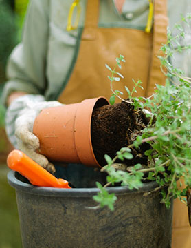 Re-potting plants